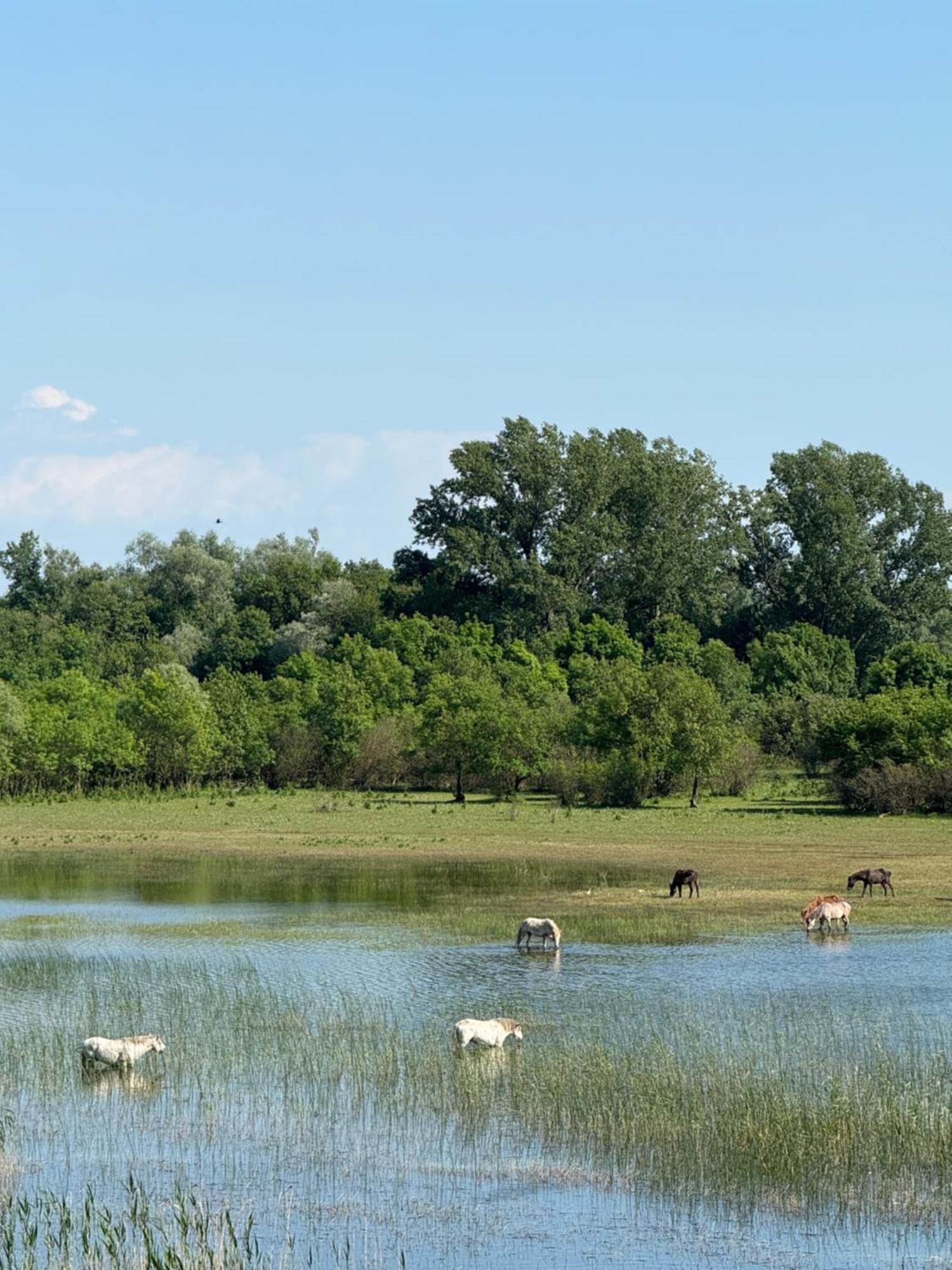 Lake Skadar Paradise Dodosi Bagian luar foto